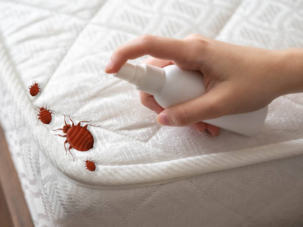Reliable Texas City, TX Pest Control Solutions