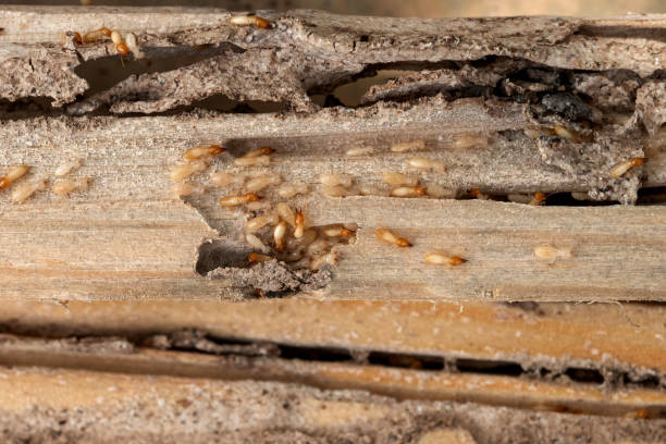 Best Wildlife Control Services  in Texas City, TX