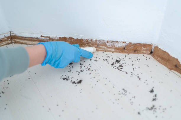 Best Rat Extermination Near Me  in Texas City, TX